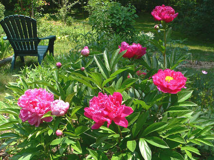 Peonies in the Garden (Paeonia)