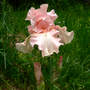 Unnamed pink Iris (Iris unnamed pink)