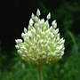 Allium unnamed