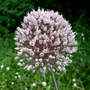Allium unnamed