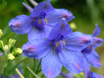 Delphinium 