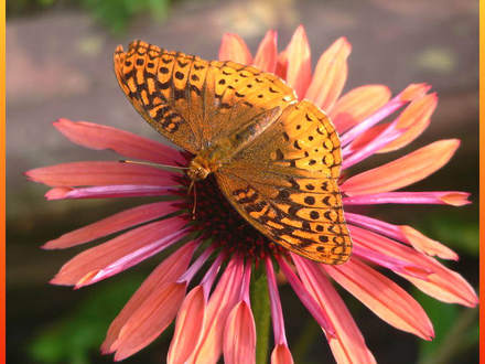 Get the Sunglasses ! (Echinacea purpurea 