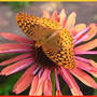 Spangled_frit_coneflowersunset_topwing_6-16-06_exc_med