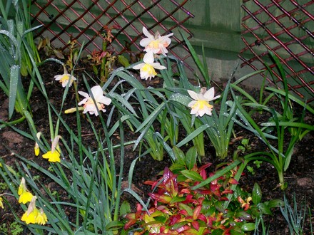 Narcissus