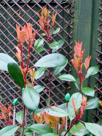 Red_Robin_in_the_Rain.jpg (Photinia x fraseri)