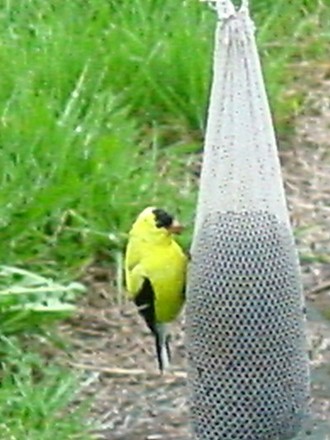 Goldfinch