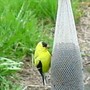 Yard_pictures_117