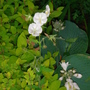 Geranium phaeum