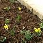 Yellow bed