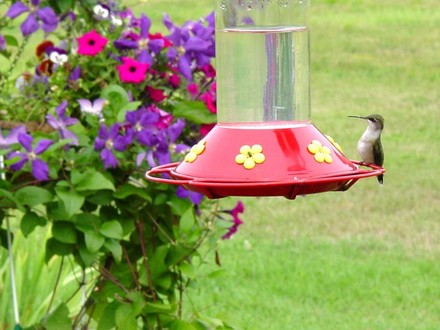 Hummingbird