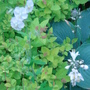 Geranium phaeum