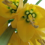 Imperial Fritilaria