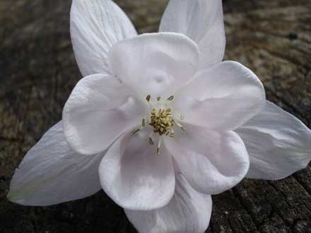 Perfect pure white Aquilegia
