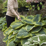 Winsford_Hostas.jpg
