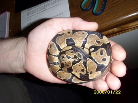 My pet Royal Python Fluffy