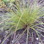 Carex