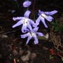 Chionodoxa (Chionodoxa luciliae (Glory of the snow))
