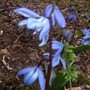 Scilla sibirica (Scilla sibirica)