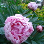 Peony & buds - June 2007 (Peony)