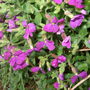 Aubrieta (Aubrieta)