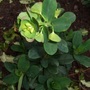 Euphorbia amygdaloides (Wood spurge)