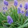 Muscari (Muscari armeniacum (Grape hyacinth))