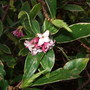 Daphne odora 'Aureomarginata' (Daphne odora)
