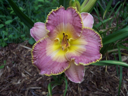 daylily, 'David Kirchoff'