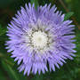 Aster_stokes_bluestones_6-17-07_sm