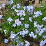 Forget-me-Not (Myosotis palustris)