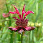 Monarda fistulosa (Beebalm)