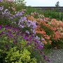 Colour_at_Winsford.jpg