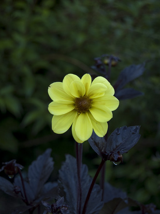 Favourtie_Dahlia.jpg (Dahlia)
