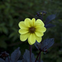 Favourtie_dahlia