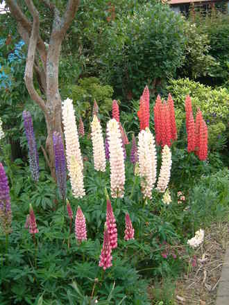 Lupins. 'Russell Hybrids' (Lupinus Pollyphyllus 'Russell Hybrids')