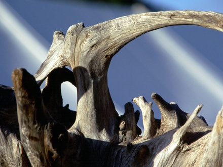 Copy_of_natural_driftwood_sculpture.jpg