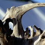 Copy_of_natural_driftwood_sculpture.jpg