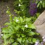 Garden_pics_043