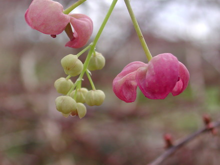 Akebia quinata (Akebia quinata)
