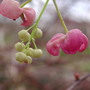 Akebia_quinata_2
