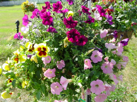 Flower Basket