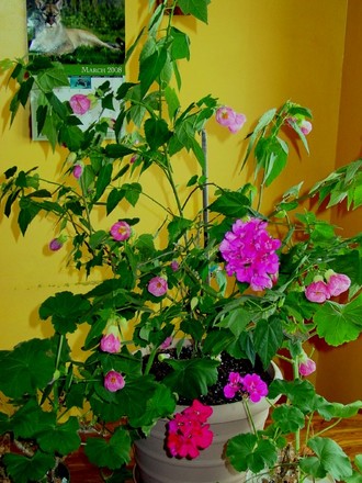Flowering Maple and Geraniums