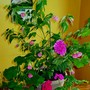 Flowering Maple and Geraniums