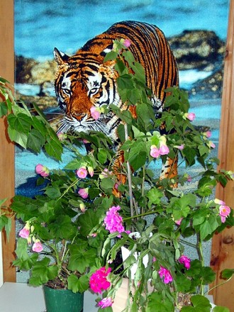 Flowering Maple, Christmas Cactus, Geraniums