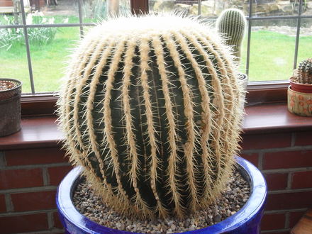 Echinocactus Grusonii (Echinocactus grusonii (Golden barrel cactus))