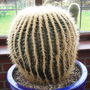 Echinocactus_grusonii