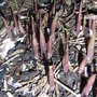 Convallaria_majalis_shoots_-_1