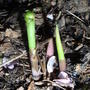 Convallaria_majalis_shoots_-_2.jpg (Convallaria majalis)