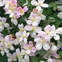 Clematis (Montana Alba) (Clematis (Montana Alba))