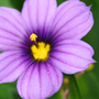 A garden flower photo